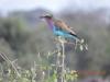 013 Lilac Breasted Roller