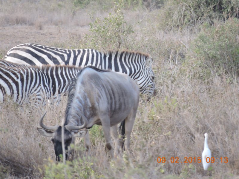 014 Zebra and and Wildebeest