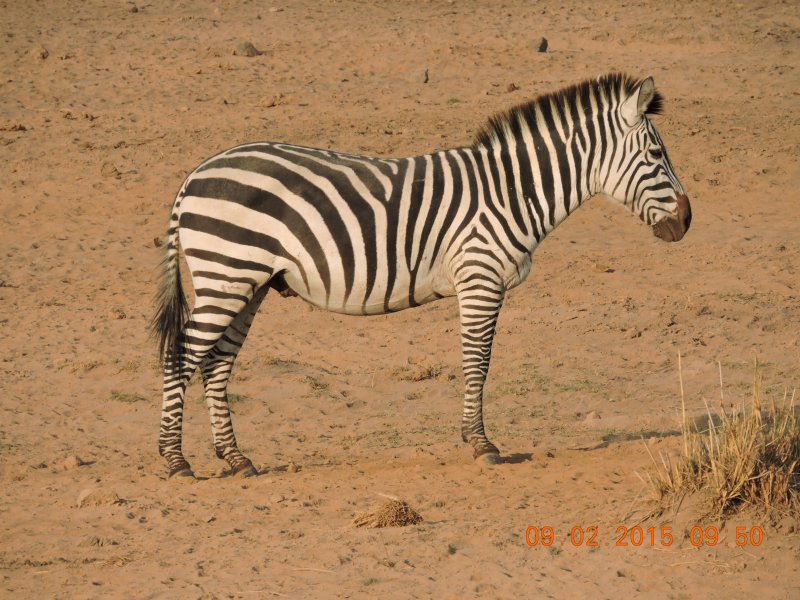 032 Zebra