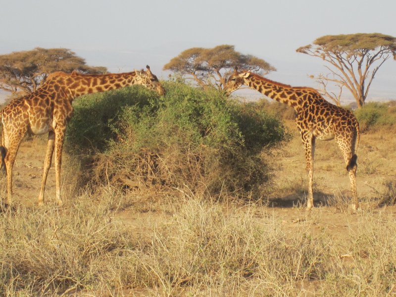 092 Giraffes