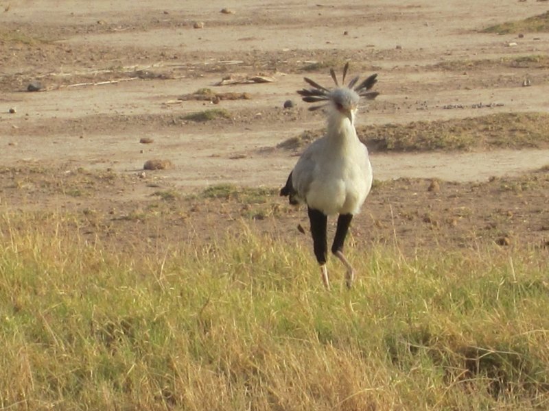 100 Secretary Bird