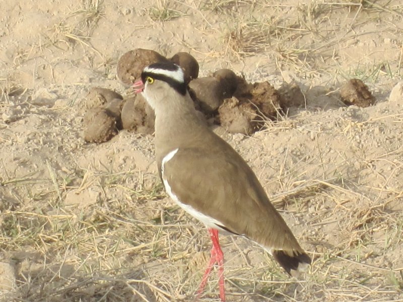 101 Crowned Plover