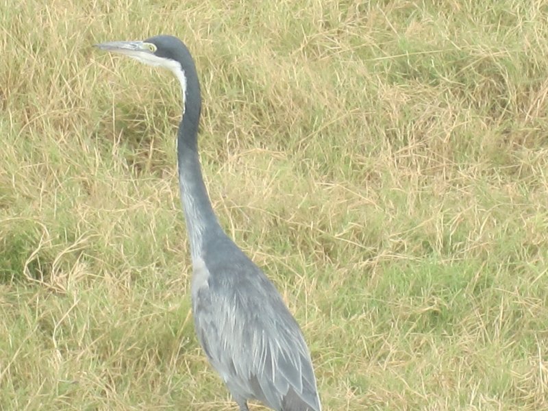 102 Heron