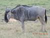 134 Wildebeest