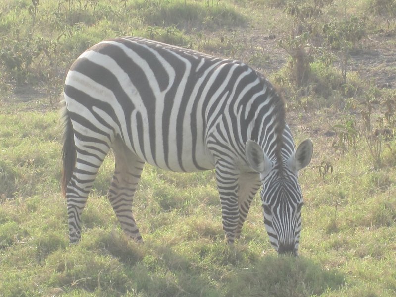 168 Zebra