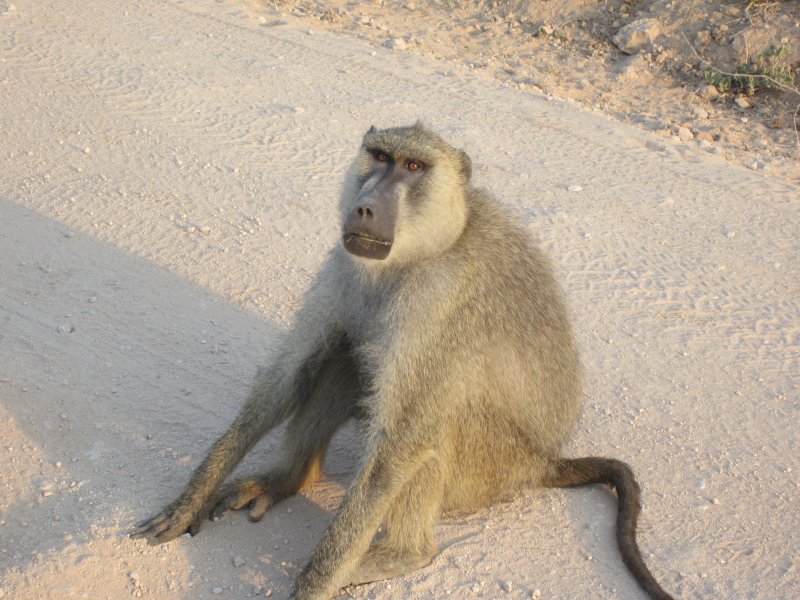 173 Baboon