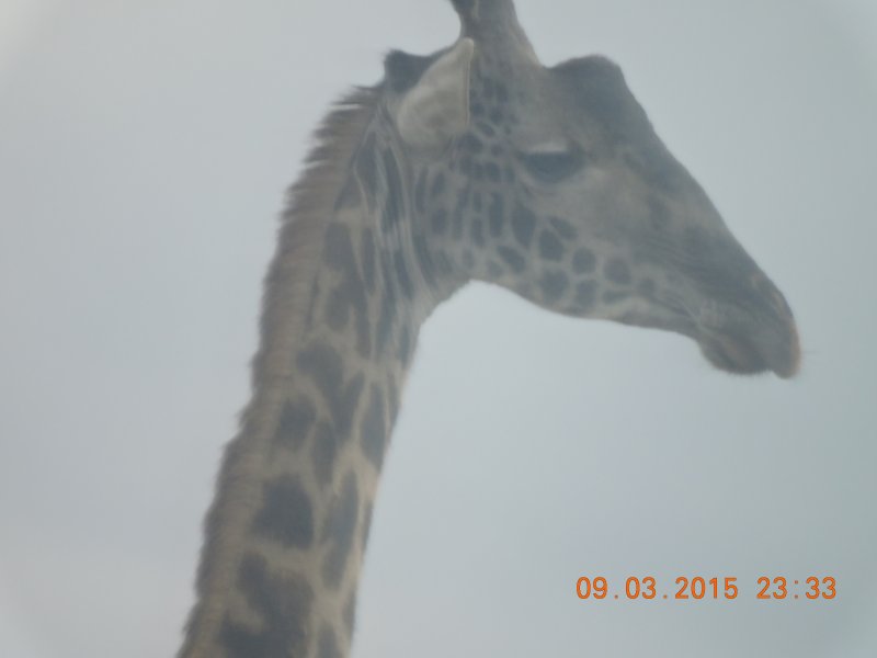 181 Giraffe