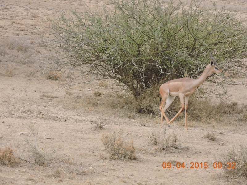 187 Gerenuk