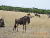 602 Wildebeest