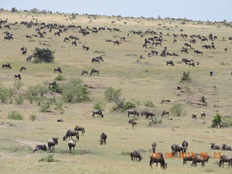 606 Wildebeest