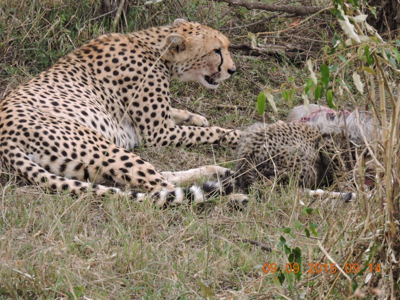 613 Cheetah and cubs