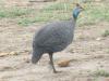 667 Helmeted Guinea Hen