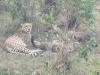 670 Cheetah and cubs