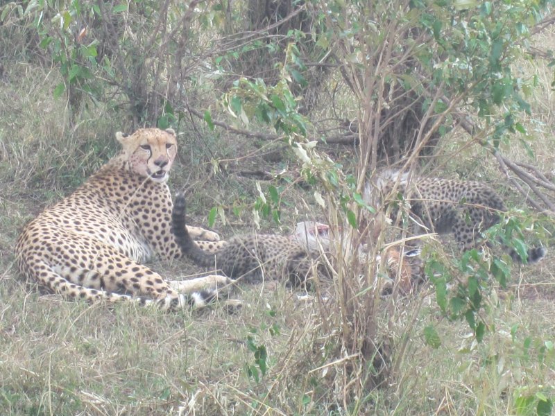 670 Cheetah and cubs