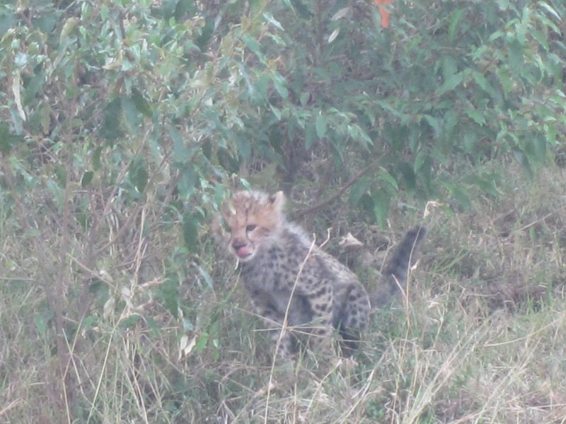 671 Cheetah cub