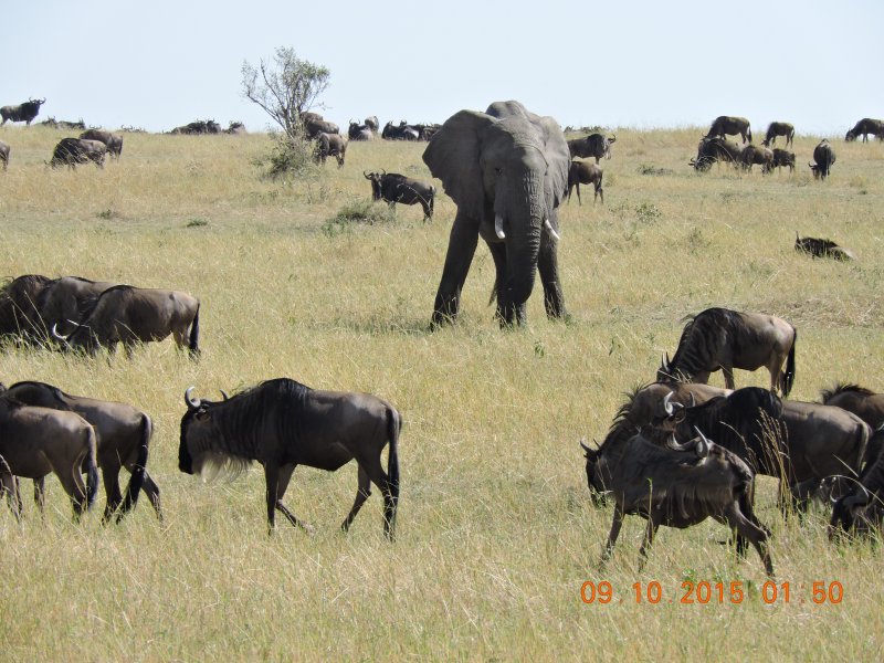 726 Elephant and Wildebeest