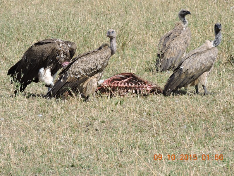 728 Vultures with Wildebeest