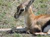 733 Baby Gazelle