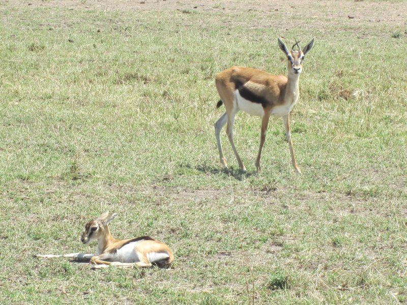 783 Mother and Baby Gazelle