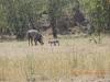 853 Warthog with babies