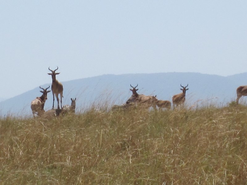 885 Impalas