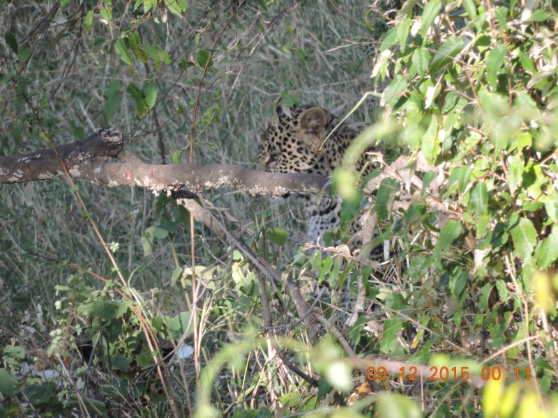 919 Leopard cubs