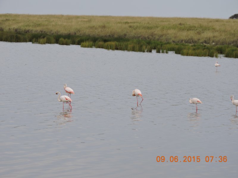 407 Lesser Flamingos