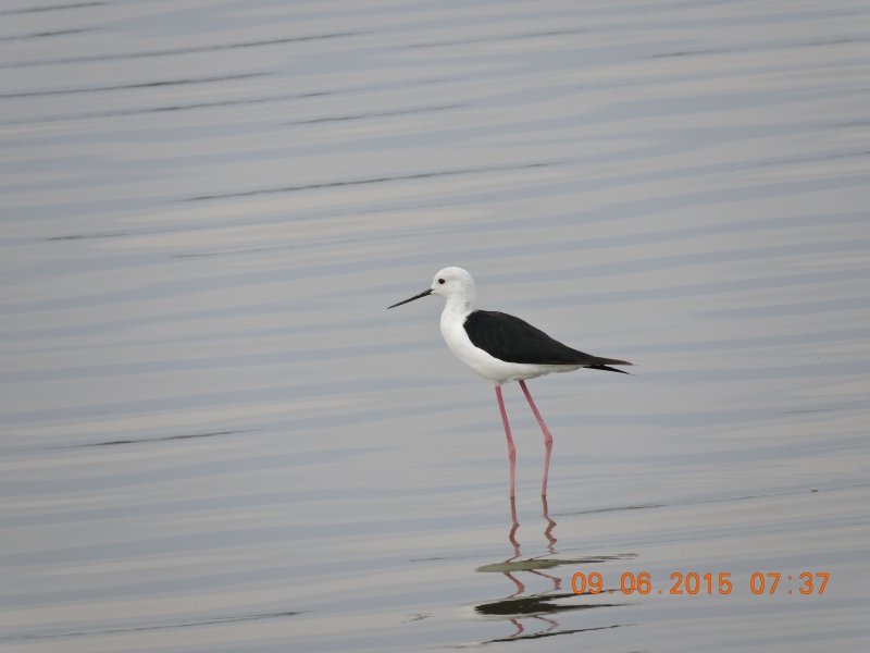 408 Black Billed Stilt