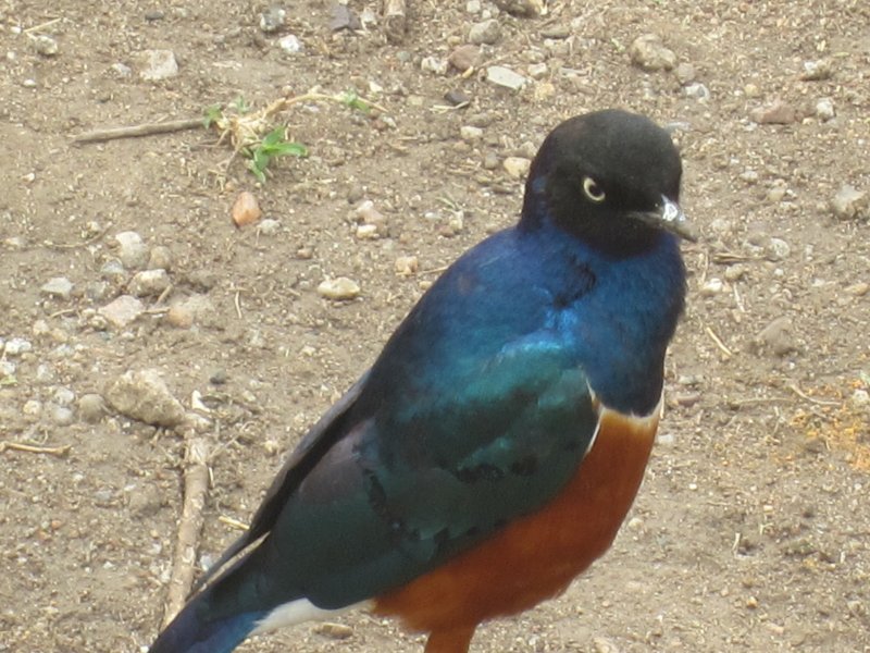 441 Superb Starling