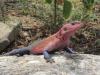 444 Red-headed Agama