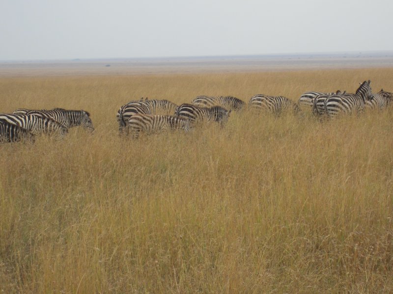 445 Zebras in high grass