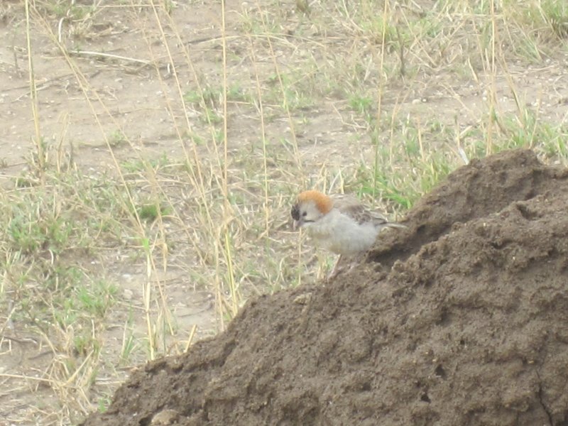 446 Speckle-fronted Weaver