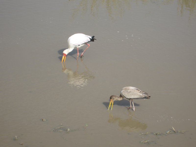 448 Yellow-billed Stork and Baby