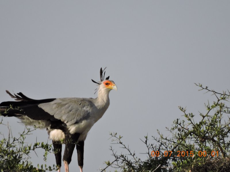 450 Secretary Bird