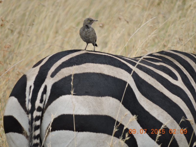 465 Zebra and bird