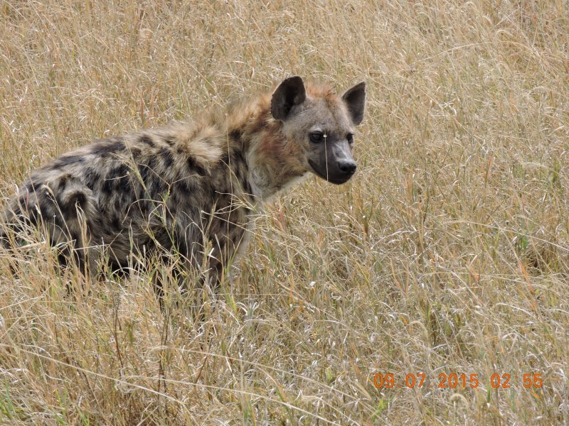 479 Hyena