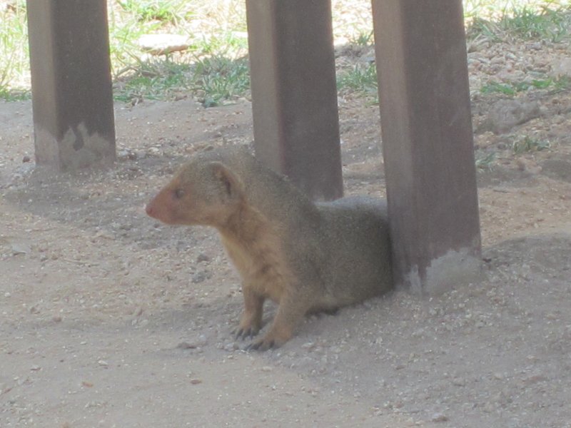 534 Dwarf Mongoose