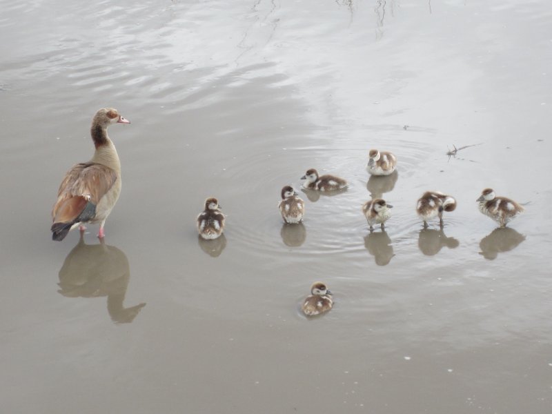 544 Egyptian Goose and goslings