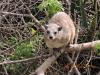 552 Hyrax