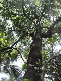 293 Cashew Tree