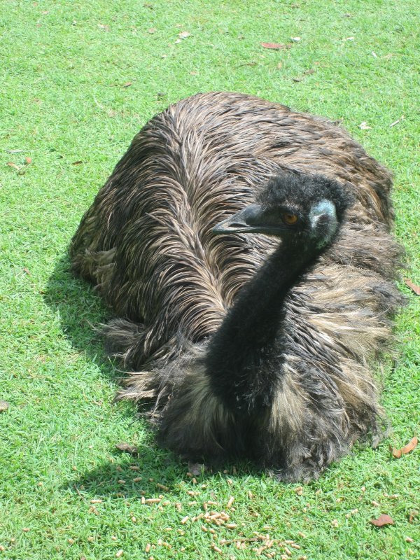 209 Emu