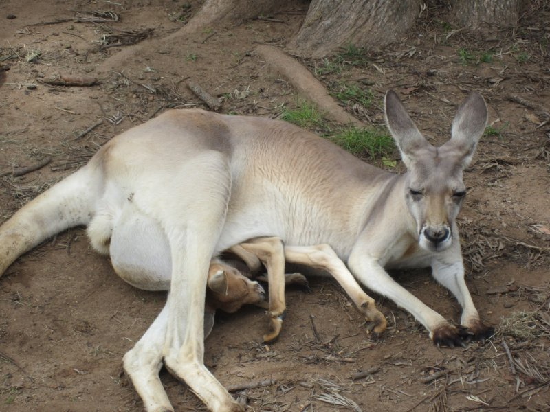 218 Kangaroo