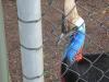 231 Cassowary