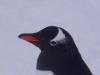 055 Gentoo.JPG