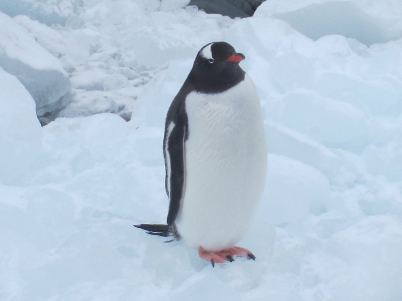 066A Gentoo.JPG