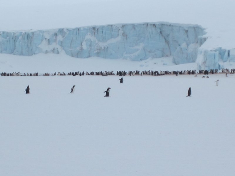 074A Gentoo and Glacier_001.JPG