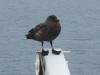 079A Brown Skua.JPG