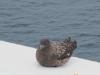 080A Brown Skua.JPG