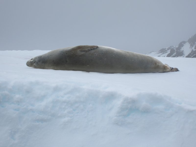 087A Crabeater Seal.JPG