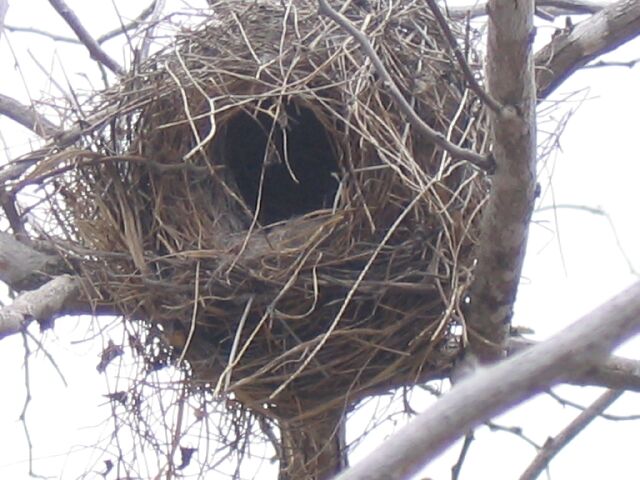 Finch03 nest.jpg